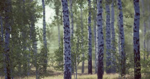 Lush Forest Featuring Tall Birch Trees in Serene Natural Landscape