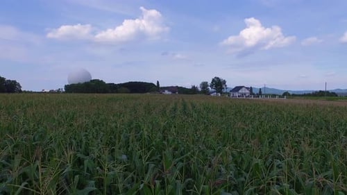 Flying over corn fields, drone flying on tip of corn field.
