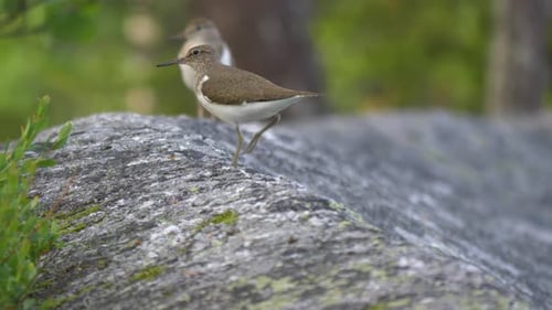 Extreme close up of two sandpipers singing in slow motion in northern Sweden, Lappland