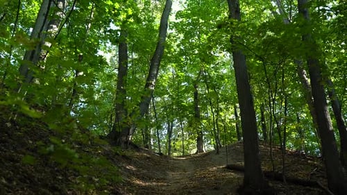 Walking Along The Forest Path Among The Green Forest On A Sunny Morning