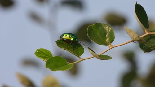 Close Up of Jewel Bug on Green Leaves