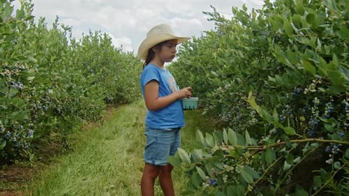 Family Farming Tradition Schoolgirl Picks Blueberries