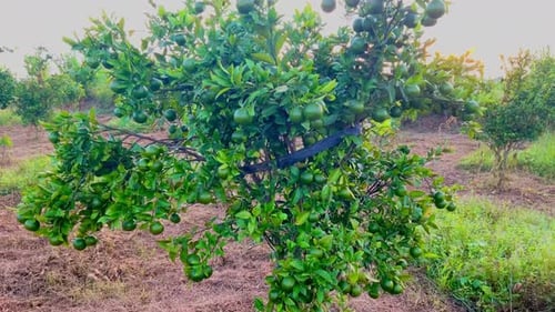 Citrus Orchard Orange Tree during Golden Sunrise