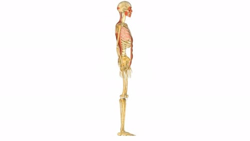 3D Human Anatomy Model of Skeleton and Muscles Rotation