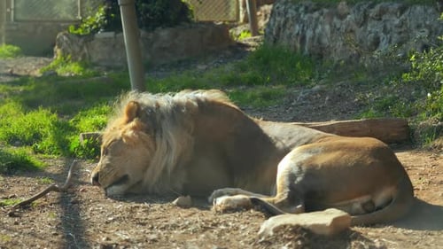 The Lion King of Animals Lies and Sleeps in the Sun in the Zoo Enclosure