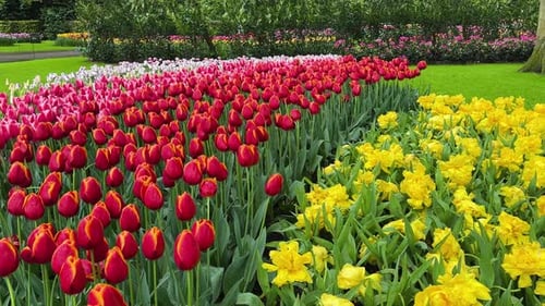 Vibrant Tulips and Daffodils Blooming in Spring Garden