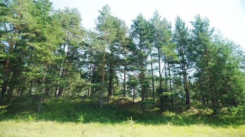 Sonniger Sommertag in einem Pinienwald, Pinien am Hang
