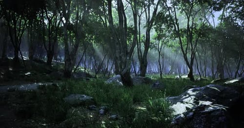 Sunlight Filters Through Trees in a Tranquil Forest Landscape