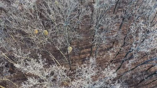 Winter season aerial top down view. Aerial drone view of winter snowy trees