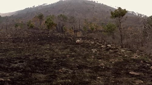 Aerial View of Post-Fire Devastation on Mountain