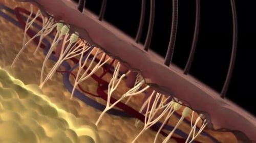 Detailed illustration of human skin structure with nerve endings