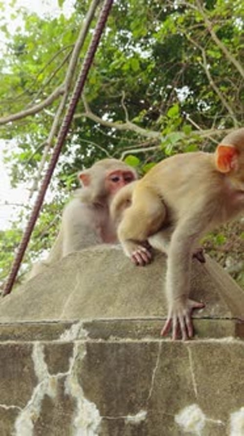 Vidéo verticale. Deux singes sur un rebord en pierre dont l'un tient une grande feuille tout en étant entouré de branches dans
un