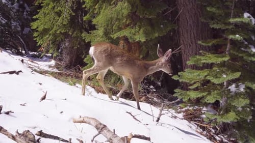 Young Deer Walks Away in Snowy Forest