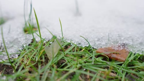 shot of melting snow particles with green grass and leaves. Change of season from winter to spring i