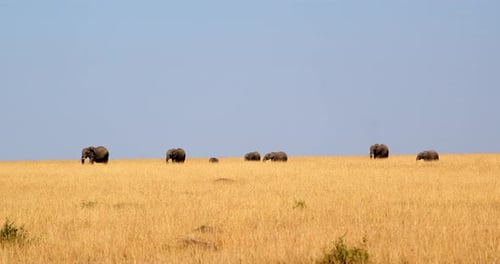 African Elephant Family Walking In Savanna In Masai Mara National Reserve, Kenya. wide shot