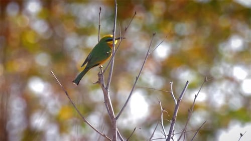 Colorful Bird Perched on a Thin Branch
