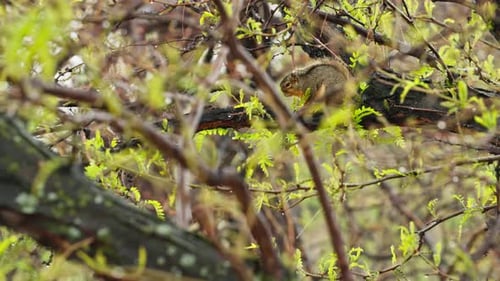 A small squirrel clings to a damp tree branch, its fur soaked by the gentle rain falling from the mi