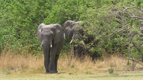 Jugendlicher afrikanischer Buschelefant, der aus dem Gebüsch geht, gefolgt von einem erwachsenen Elefanten.