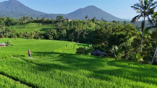 Aerial View of Woman at Jatiluwih Rice Terrace