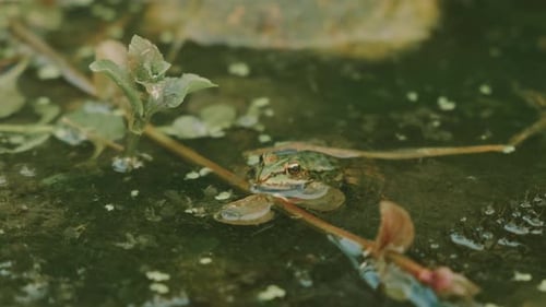Ein ruhiger Frosch, der in einem Teich ruht, wunderschön umgeben von Naturlandschaften und Leben