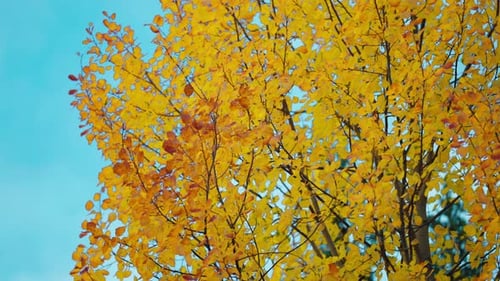 Die goldenen Blätter der Buchen wiegen sich sanft in der Herbstbrise vor einem klaren Himmel. Parallaxe s