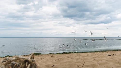 A Serene and Tranquil Beach Scene Featuring Seagulls Against a Beautiful Cloudy Sky