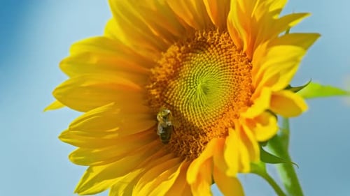 Bee on Sunflower Blossom Gathering Pollen on Sunny Day