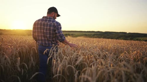 Man Farmer Agronomist Gently Touching Ripe Wheat with Care Walking on Field at Sunset Rear View