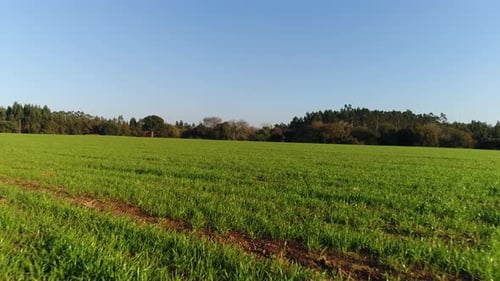Green Fields in Spring with Blue Sky in the Background
