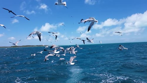 Seagulls flying over the ocean, following a fishing boat under a bright blue sky