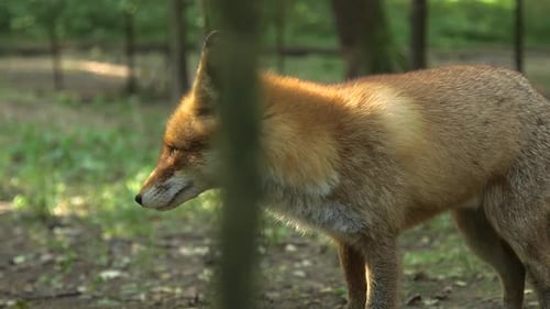 Der Rotfuchs gähnt und schaut sich um