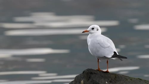 Black Headed Gulls