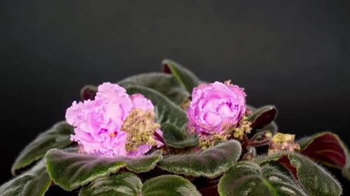 Pink African Violet Blossoms in Time Lapse