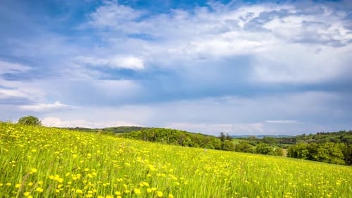 Meadow with Green Grass and Dandelions in a Hilly Valley Under a Cloudy Sky