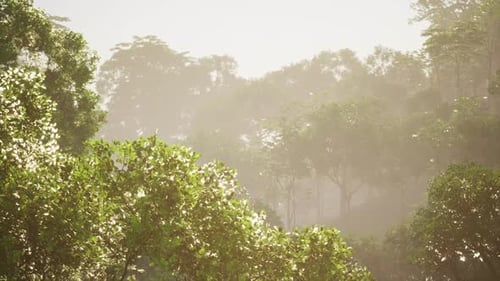 Lush Green Forest Morning Sunlight Rays Through Trees