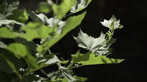 Statisches Nahaufnahmevideo mehrerer dünnstieliger und stacheliger grüner Blätter im Sonnenlicht