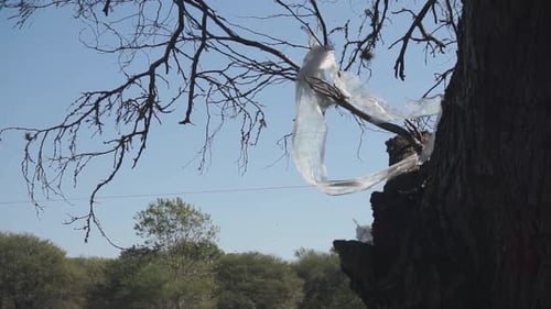Foto inclinada hacia arriba de una bolsa de plástico enredada en la rama de un árbol. Slomo