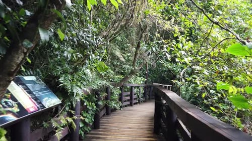 Forest walk way between the trees.