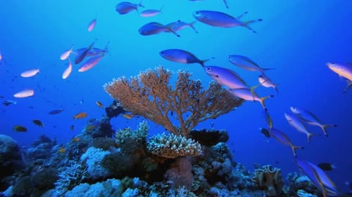 Underwater Sea Coral Reef