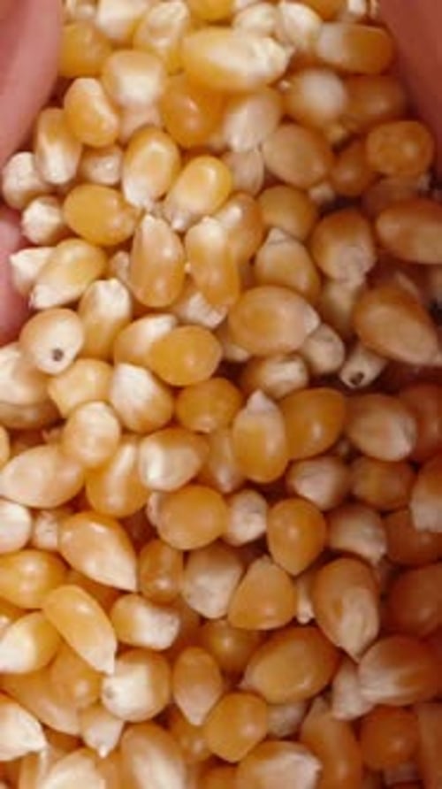 Vidéo verticale. Vue de dessus de grains de maïs éclatés, les mains des mâles se rassemblant
pour les cueillir.