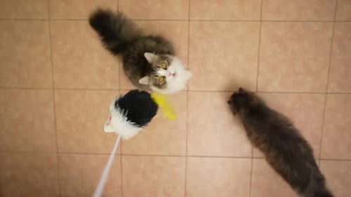 Playful Cats Chasing Toy in Indoor Setting