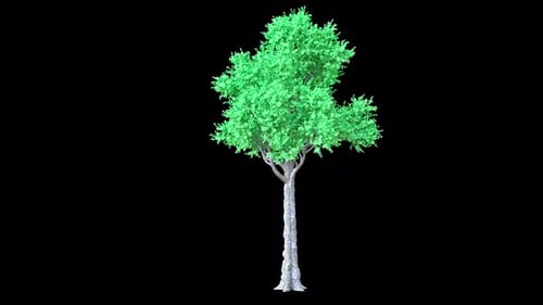 Animated Realistic Green Tree Swaying in Gentle Breeze