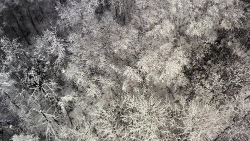 A snowy forest floor from above. Aerial dolly forward looking down.