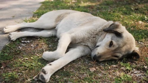 Einsamer obdachloser Hund liegt auf der Straße im Freien Streunender reinrassiger Hund in Istanbul