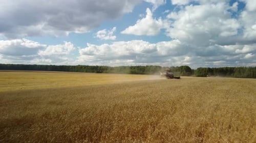 Harvester Machine to Harvest Wheat Field Working