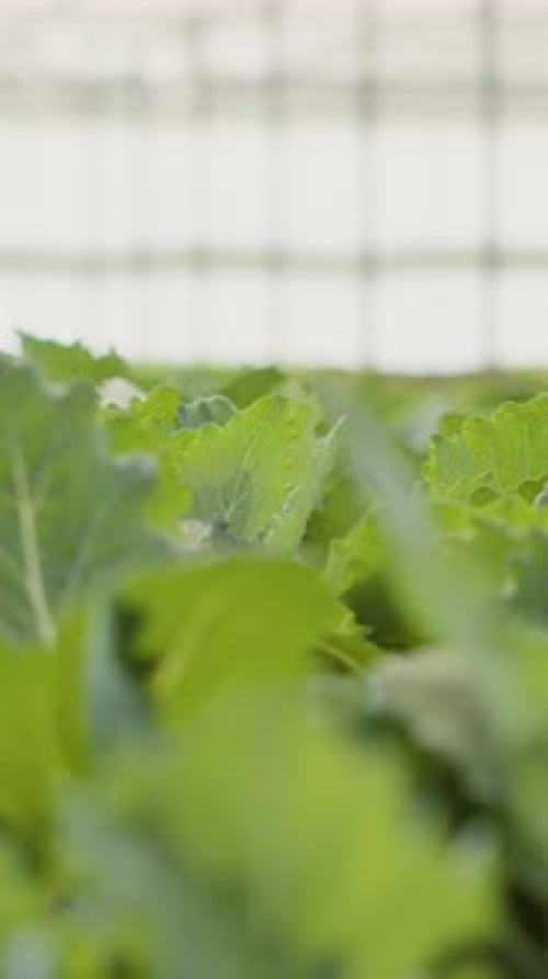 Extreme Closeup of Green Vegetables Leaves Grown in Organic Farm Being Cultivated Without Pesticides