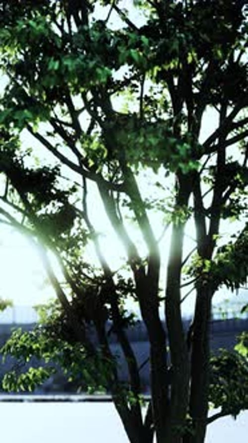 Sunlight Streaming Through Leaves of Tree