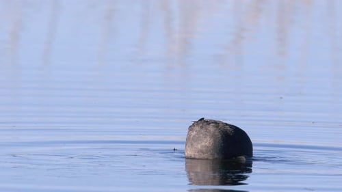 Coot bird dabbling to eat aquatic plants in shallow pond, closeup