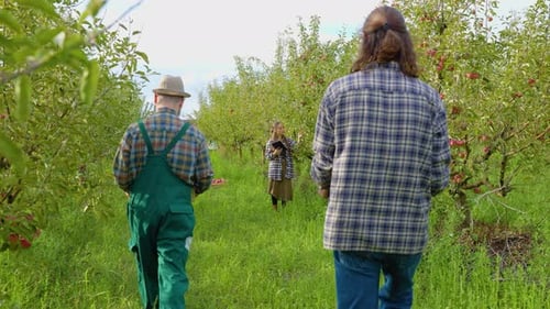 In Distance Orchard Woman Farmer Stand Electronic Pc Inspect Trees Male Farmer Approach Carry Box