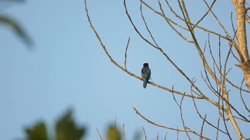 White-throated Kingfisher perched on dry tree branches in tropical forest. Wildlife. Bird watching